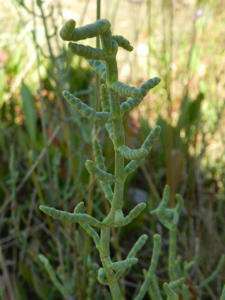 Salicornia da confermare